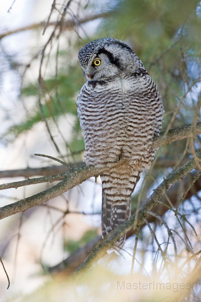 IMG_6810c.jpg - Northern Hawk-Owl (Surnia ulula)